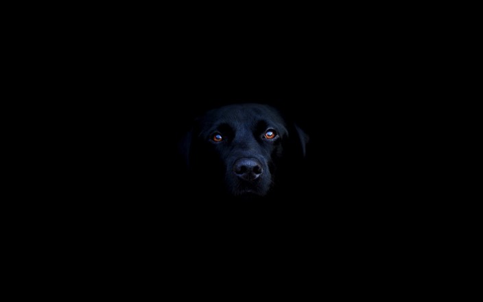 The Black Dog